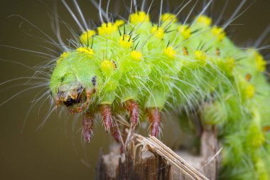 Saturnia pavonia green monster macrophotography larva clipart