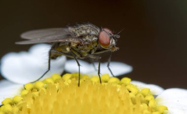 Fly makro fografi poz ve kanatlarını gösteren