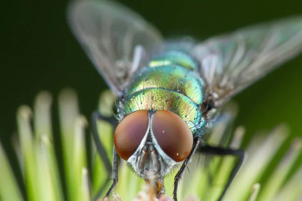Fly makro Phography pózol, és bemutatja a szárnyait — Stock Fotó