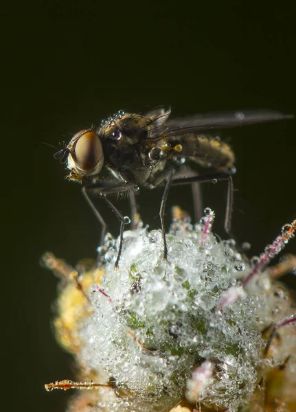 Fly makro fografi poz ve kanatlarını gösteren — Stok fotoğraf