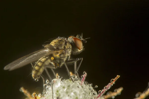Fly makro fografi poz ve kanatlarını gösteren — Stok fotoğraf