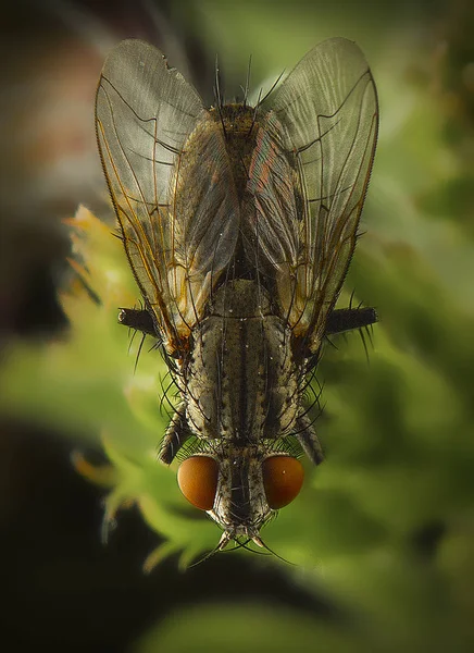 Fly macro phography позує і показує її крила — стокове фото