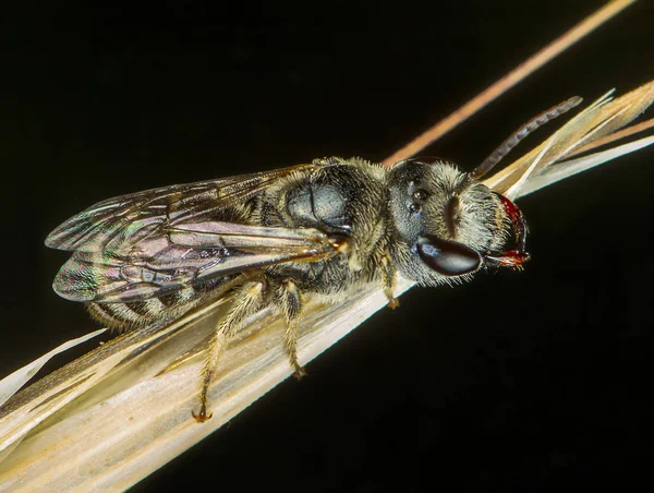 Macro phographie de mouche posant et montrant ses ailes — Photo