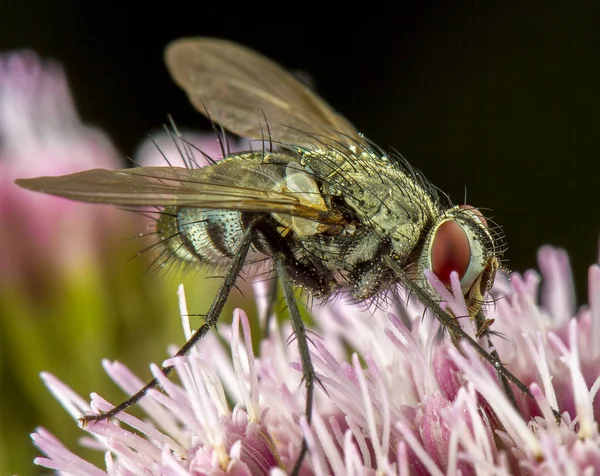 Vliegen macro-phography poseren en tonen haar vleugels — Stockfoto