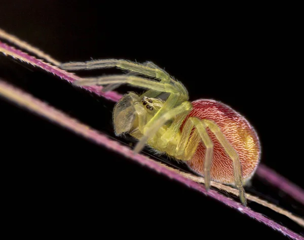 Nigma Spider subadult Männchen auf schwarzem Hintergrund — Stockfoto