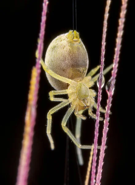 Nigma puella spider posando sobre espiga de trigo —  Fotos de Stock