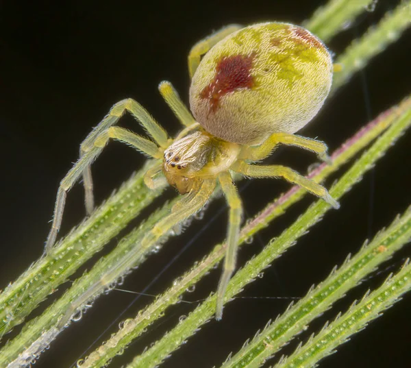 Nigma-Puella-Spinne posiert auf Weizenspitze — Stockfoto