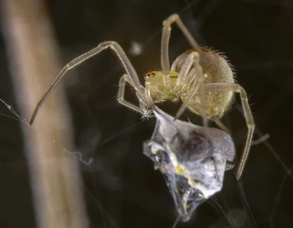 Araña saqueando a su presa después de atraparla —  Fotos de Stock