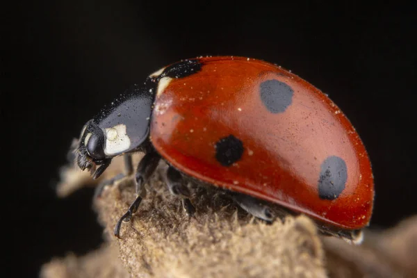 Kleine rode lieveheersbeestje met 4 vlekken op bruin blad — Stockfoto