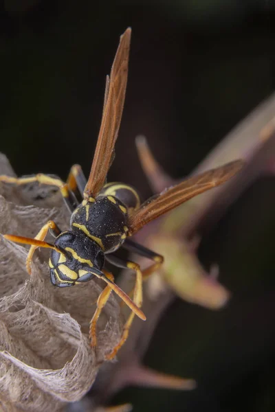 Vrouwelijke wiorker Polistes Nympha Wasp beschermt zijn nest — Stockfoto