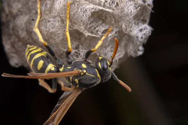 Femmina wiorker Polistes ninfa vespa proteggere il suo nido — Foto Stock