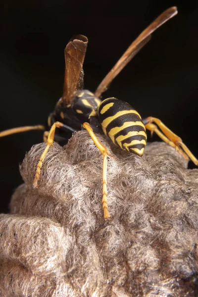 Dişi wiorker Polistes nympha wasp yuvasını koruyor — Stok fotoğraf