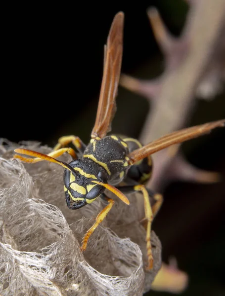 Vrouwelijke wiorker Polistes Nympha Wasp beschermt zijn nest — Stockfoto