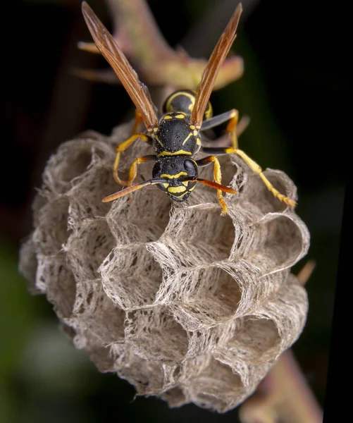 Vrouwelijke wiorker Polistes Nympha Wasp beschermt zijn nest — Stockfoto