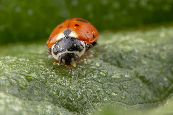 Yeşil yaprak üzerinde poz Adonia Variegata kırmızı uğur böceği — Stok fotoğraf