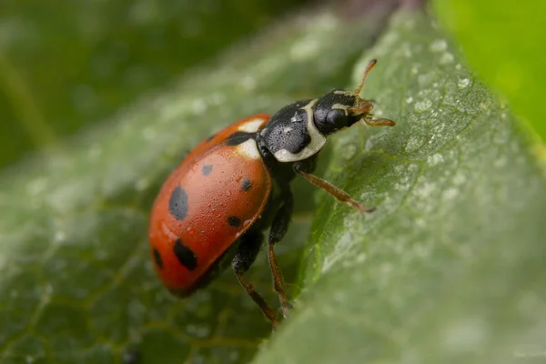 阿多尼亚·瓦里加塔 红色 瓢虫在绿叶上摆姿势 — 图库照片