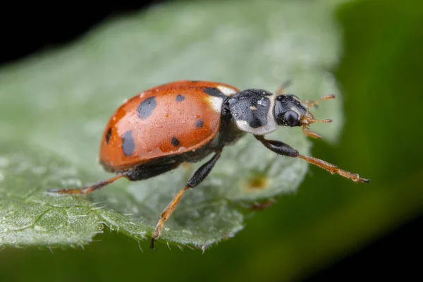 Adonia Variegata mariquita roja posando sobre hoja verde — Foto de Stock