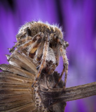 Büyük agalanatea redii veya agalenatea redii örümcek mor çiçek üzerinde poz