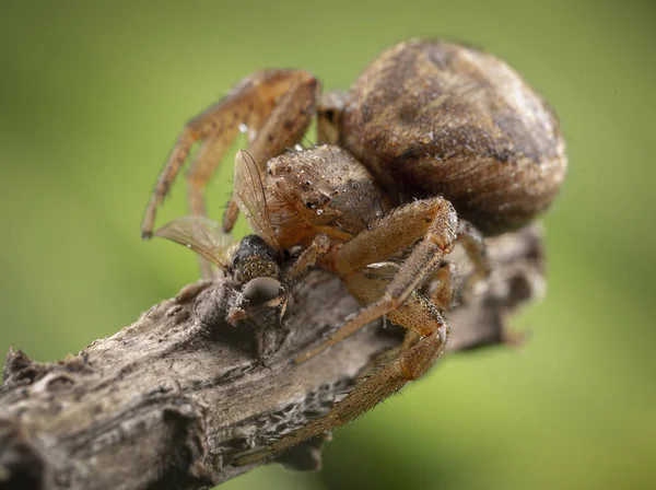 Xysticus örümcek avcısı küçük şeyler yerken öldü bal arısı — Stok fotoğraf