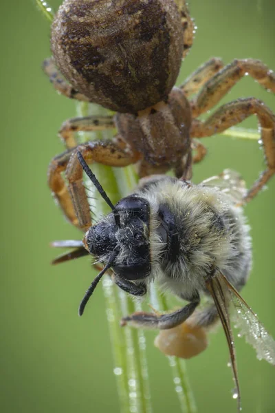 Xysticus-Spinnenjäger fressen kleine verendete Honigbiene — Stockfoto