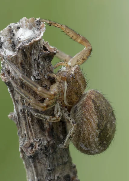 Xysticus caçador de aranhas comendo pequena abelha morta — Fotografia de Stock