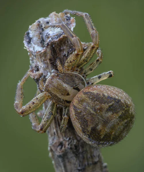 Xysticus spinnenjager eet kleine dode honingbij — Stockfoto