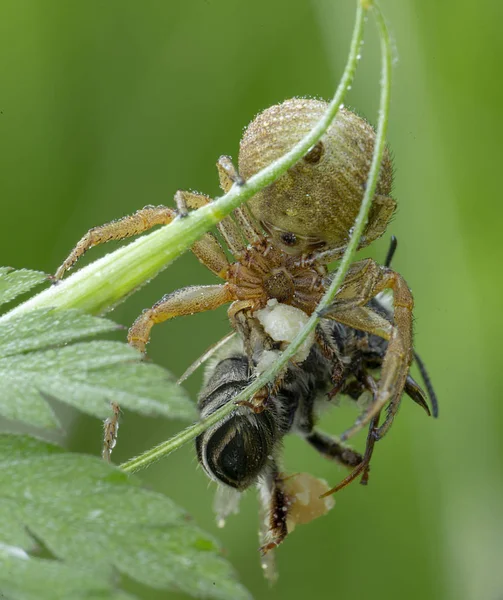 Xysticus caçador de aranhas comendo pequena abelha morta — Fotografia de Stock