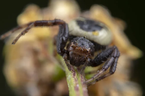 Pouco sinema aranha globosum posando em uma flor — Fotografia de Stock