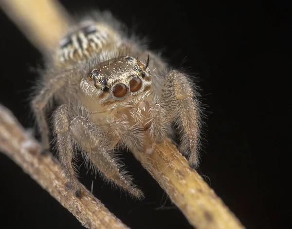 Kleine Thyene Imperialis Spinne posiert auf einem Ast — Stockfoto