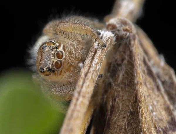 Little thyene Imperialis spider posing on a branch — Stock Photo, Image