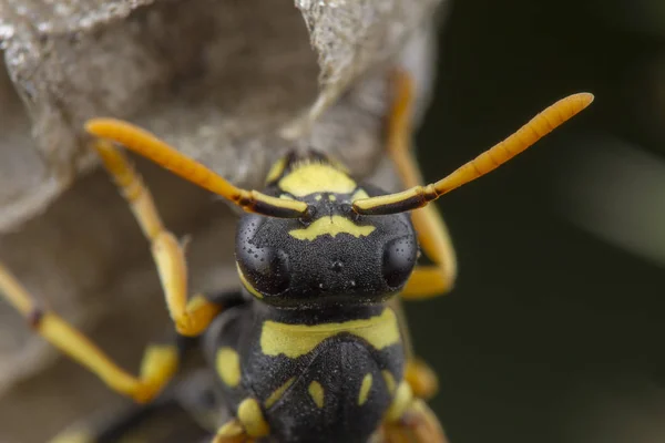 Europese Polistes galicus wesp Hornet het verzorgen van zijn nest — Stockfoto