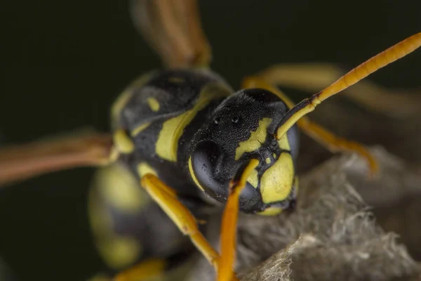 Europese Polistes galicus wesp Hornet het verzorgen van zijn nest — Stockfoto