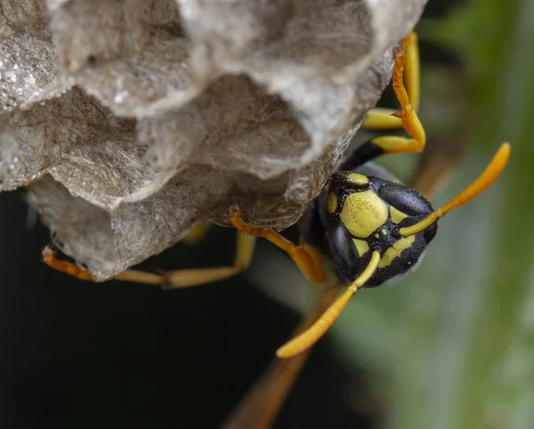 Avrupa Polistes galicus eşek arısı yuvası bakımı — Stok fotoğraf