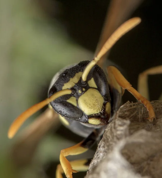 Avispón europeo Polistes galicus hornet cuidando su nido — Foto de Stock