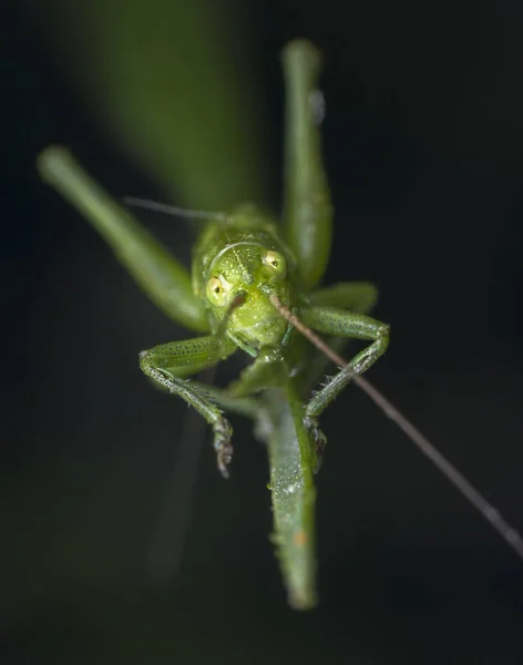 Little green grasshopper caught looking at camera macro photography — Stock Photo, Image