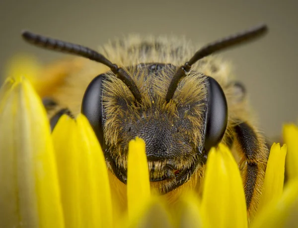 Kleine Honigbiene posiert in gelber Blütenruhe — Stockfoto