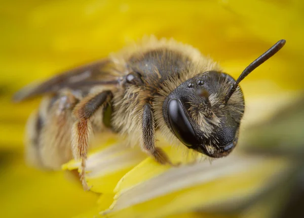 Petite abeille posant dans une fleur jaune au repos — Photo