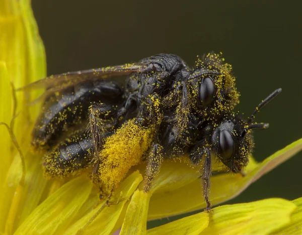 Um par de pequenas abelhas a fazer amor em pólen amarelo — Fotografia de Stock