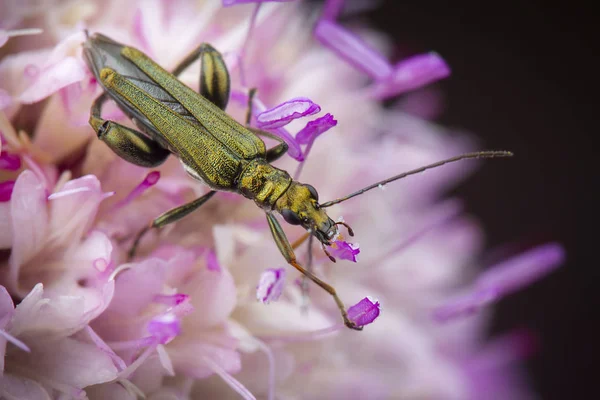 Little Green Oedemera Lurida Eating Pollen Pink Cardoon Flower — Stock Photo, Image