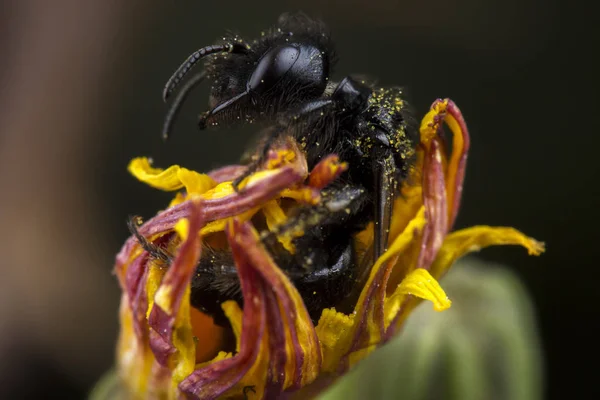Kleine schwarze Biene steht auf, nachdem sie auf einer orangefarbenen Blume geschlafen hat — Stockfoto