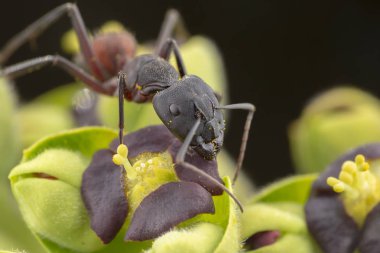 Büyük camponotus cruentatus karınca yeşil bir bitki poz