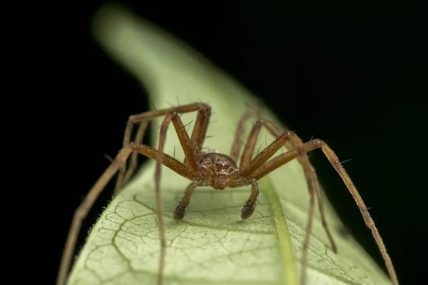 Phylodromidae sp. Männliche Spinne posiert auf grünem Blatt-Porträt — Stockfoto