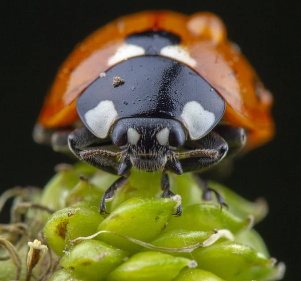 Bastante mariquita roja tomando posición acróbata en una hoja verde — Foto de Stock