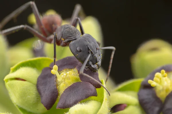 在绿色植物中摆姿势的大樟子花青蚂蚁 — 图库照片