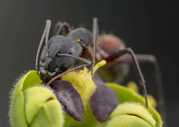 Große Camponotus cruentatus Ameise posiert in einer grünen Pflanze — Stockfoto