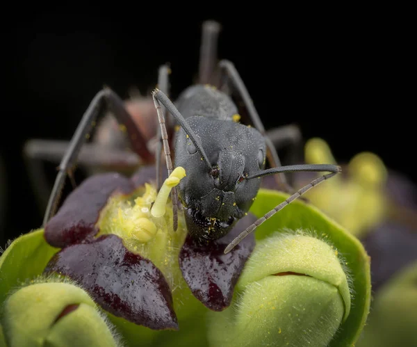 Große Camponotus cruentatus Ameise posiert in einer grünen Pflanze — Stockfoto