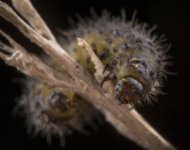 Dispar lymantria makro portre küçük tüylü tırtıl
