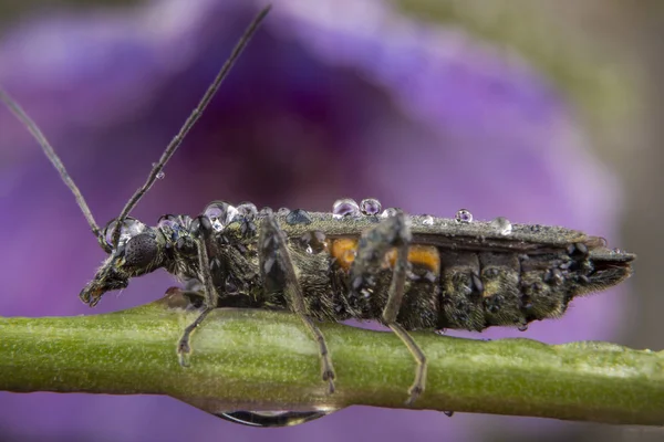 Female oedemera lurida posing on a green leaf — Stock Photo, Image