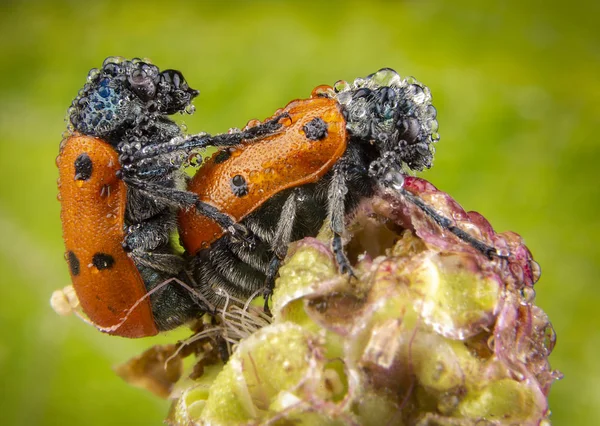 Pareja de escarabajos mariquitas rojas teniendo sexo con fondo verde — Foto de Stock