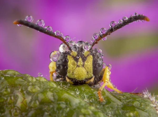 Kleine Fliege posiert mit ein paar Regentropfen auf seinen Antennen — Stockfoto